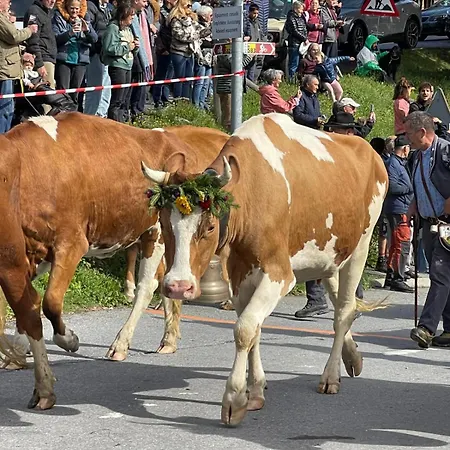 Beau 3 Pièces 401 A Gryon